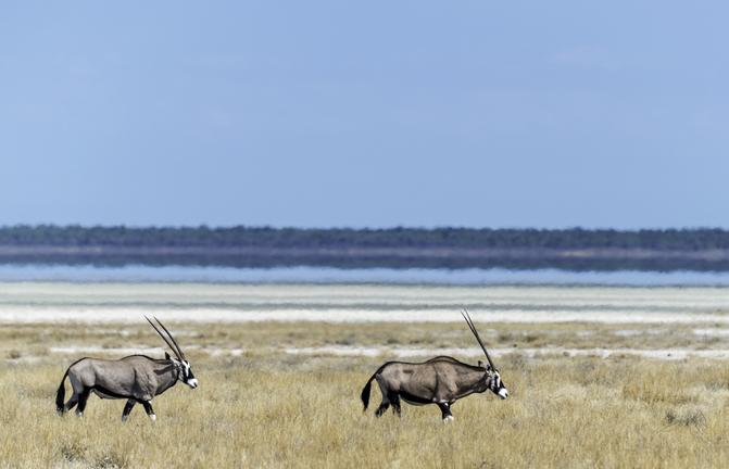 Oryxe im Etosha Nationalpark