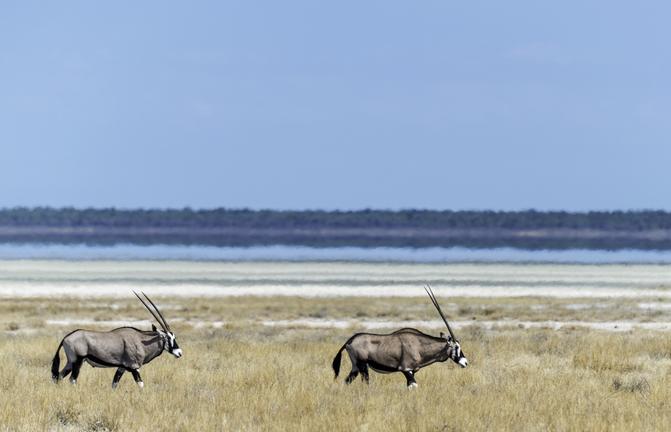 Etosha Oryx Etosha Nationalpark