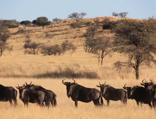 Namibia Rundreise – Herrliche Wüsten & Tiersafari