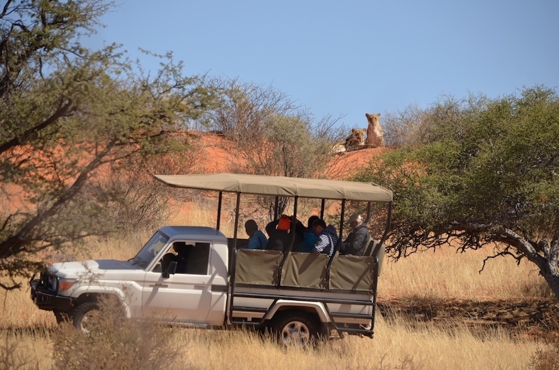 Lion Tracking in der Kalahari