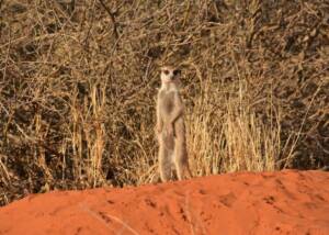 Meerkat in der Kalahari