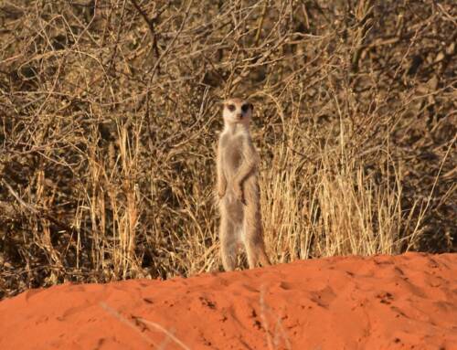 Namibia Rundreise – Herrliche Wüsten & Safari – 2 Wochen