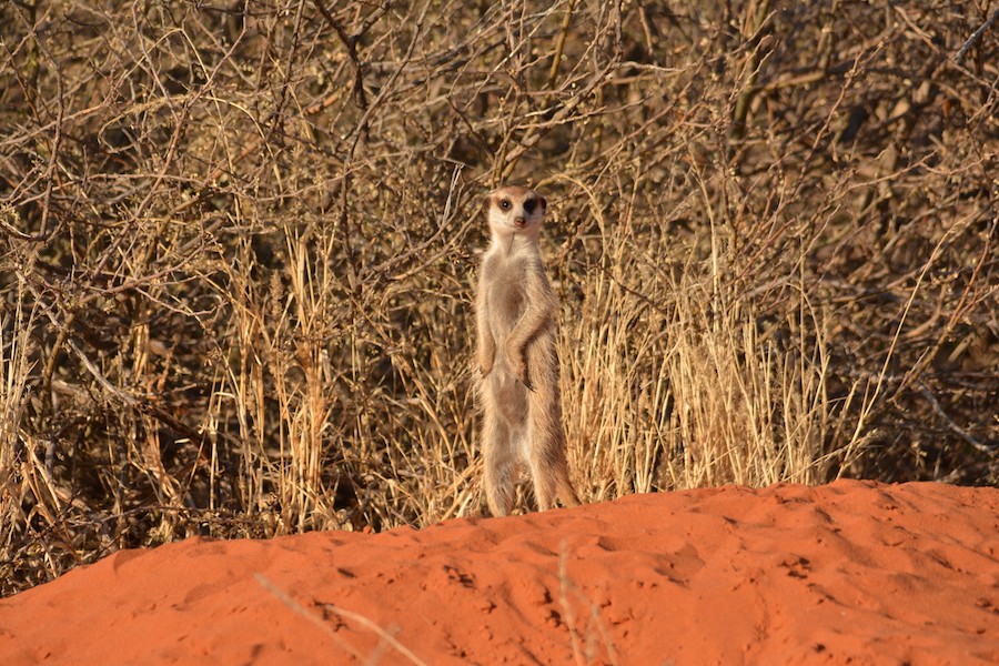 Meerkat in der Kalahari