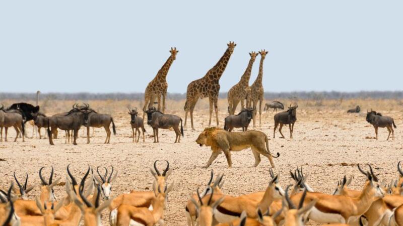 Etosha Tiere Tiere am Wasserloch in Etosha