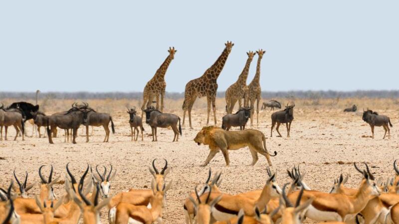 Tiere am Wasserloch in Etosha