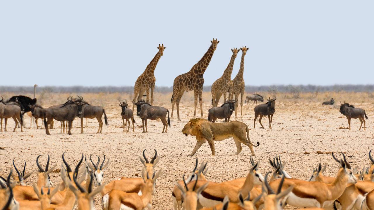 Etosha Tiere Tiere am Wasserloch in Etosha