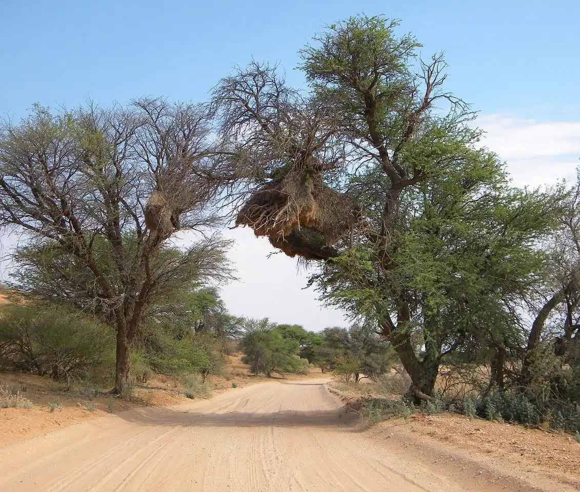 Im Kgalagadi Transfrontier Park