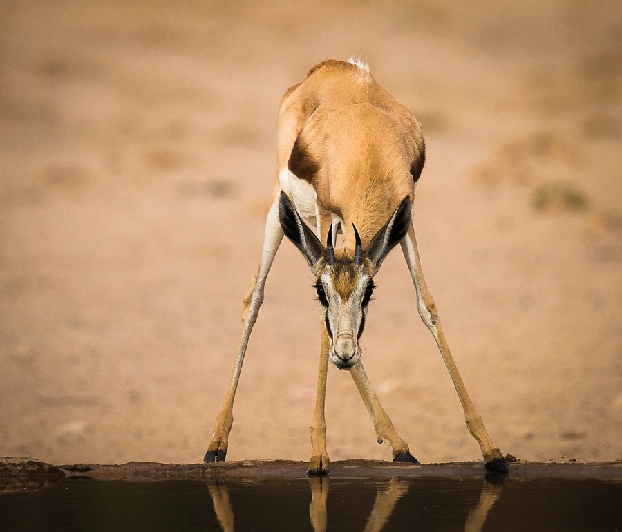 Springbock am Wasserloch