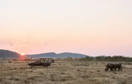 Pirschfahrt auf Ongava