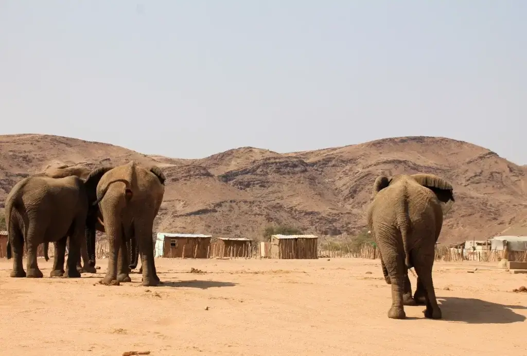 Elefanten in einem Dorf im Damaraland Namibia