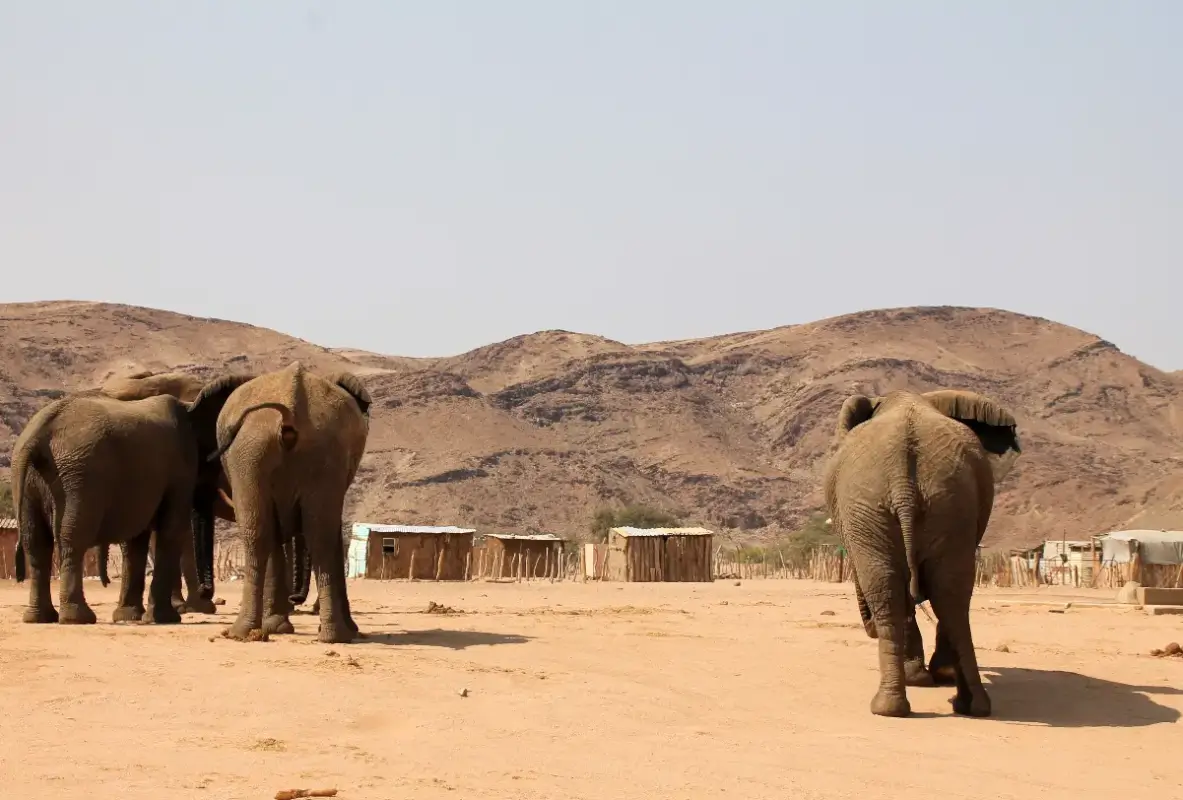 Elefanten in einem Dorf im Damaraland Namibia