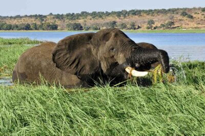 Botswana Titelbild – Elefant am Chobe Botswana Titelbild - Elefant am Chobe