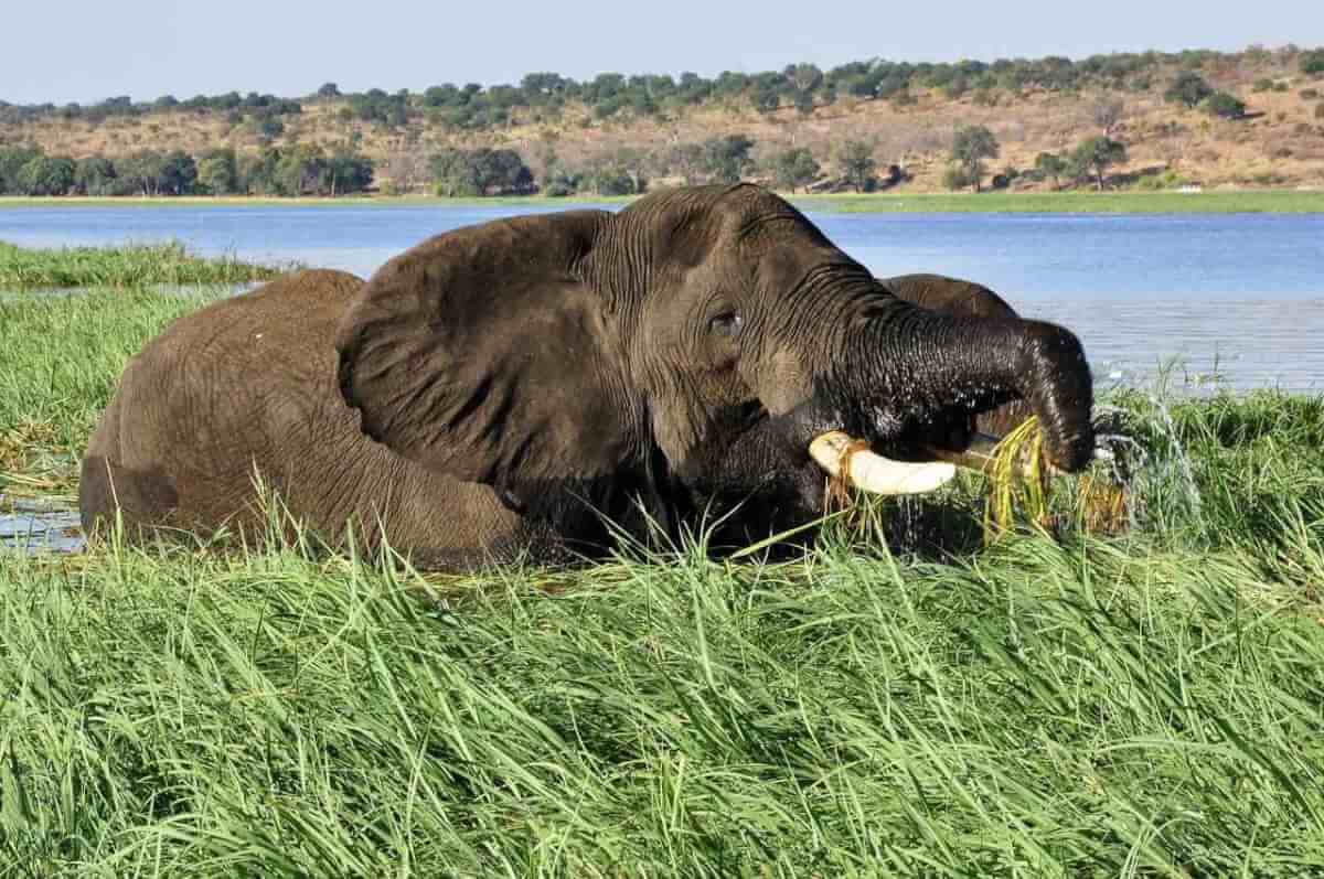 Botswana Titelbild - Elefant am Chobe