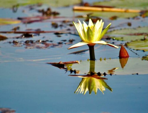 Ausflug ans Okavango Delta – günstige Alternative ohne zu fliegen