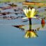 Wasserlilie Okavango