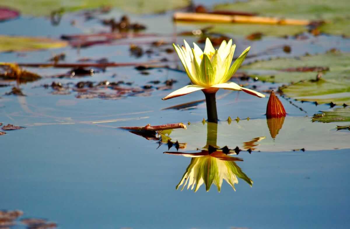 Wasserlilie Okavango
