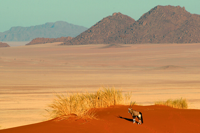 Namib Rand Nature Reserve mit Oryx