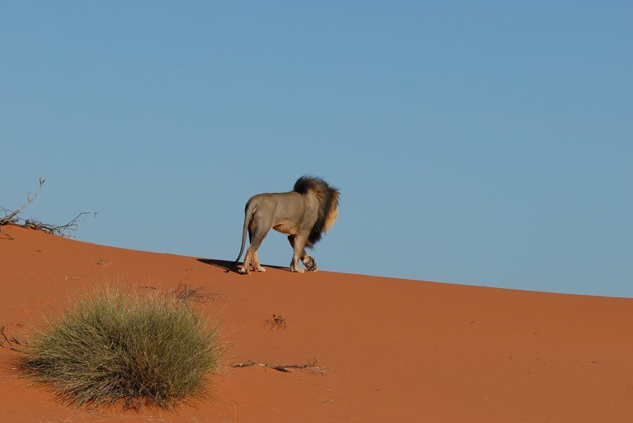 Löwe auf Kalahari Düne Namibia Löwe auf Kalahari Düne Namibia