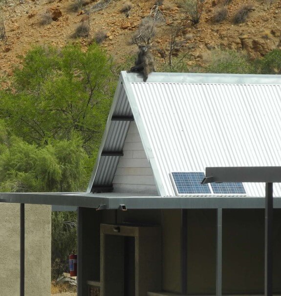 Pavian auf Hausdach