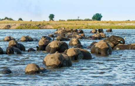 Elefanten im Chobe Fluss