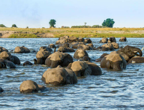 Erlebnis Afrika: Viktoria Fälle und Botswanas schönste Safariorte (6 Nächte)