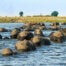 Elefanten im Chobe Fluss