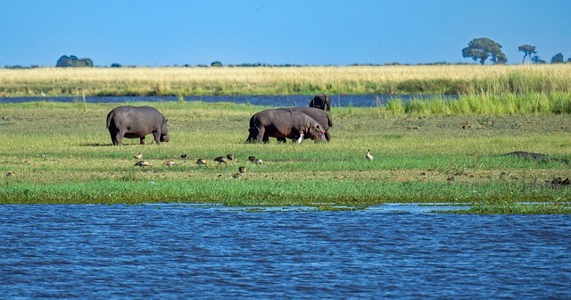 Nilpferde in Botswana Elefantenherde im Chobe Fluss