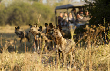 khwai_area_22 (1) Wilde Hunde im Khwai Konzessionsgebiet