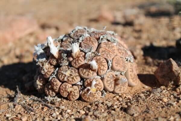 Lithops -Blühende Steine