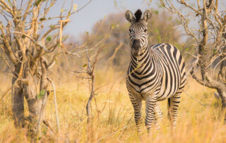 Zebra in Moremi/ Khwai