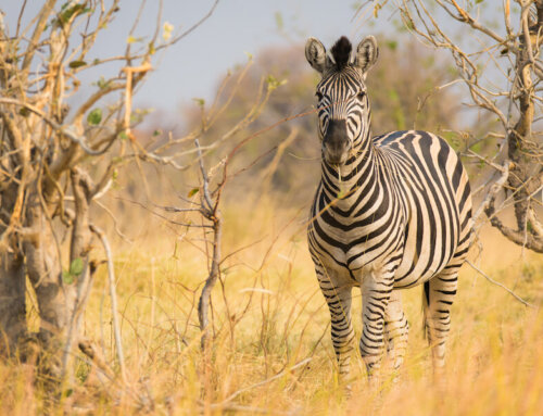 Botswana Rundreise: Wildtierparadiese in kleiner Gruppe (10 Nächte)