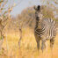 Zebra in Moremi/ Khwai