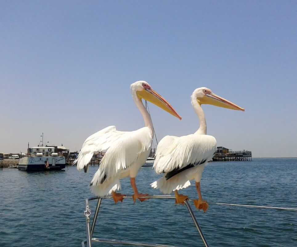 Pelikane beim Bootsausflug in Walvis Bay