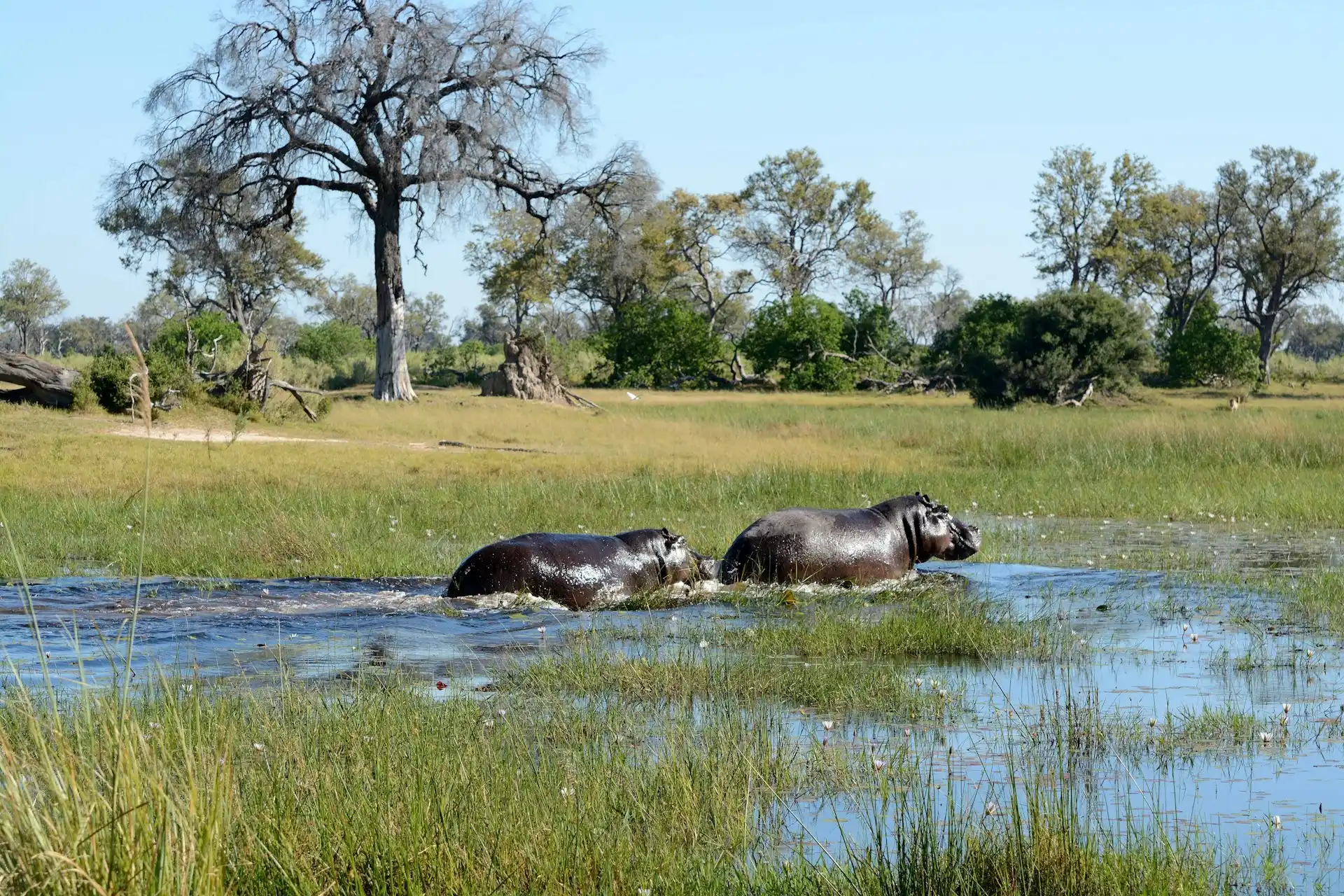 Flusspferde im Okavango Delta