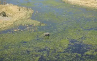 Okavango Delta von oben mit Elefant