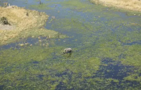 Okavango Delta von oben mit Elefant