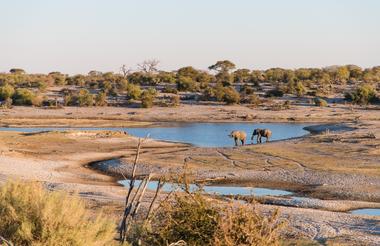 Elefanten am westlichen Ufer des Boteti Flusses