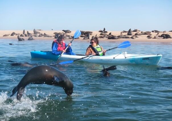 Kayak mit Robeen vor Pelican Point Kayak und Robben vor Pelican Point Namibia