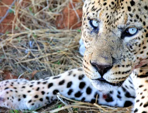 Tiere in Namibia: 6 Highlights für Ihre Reise 2026/27