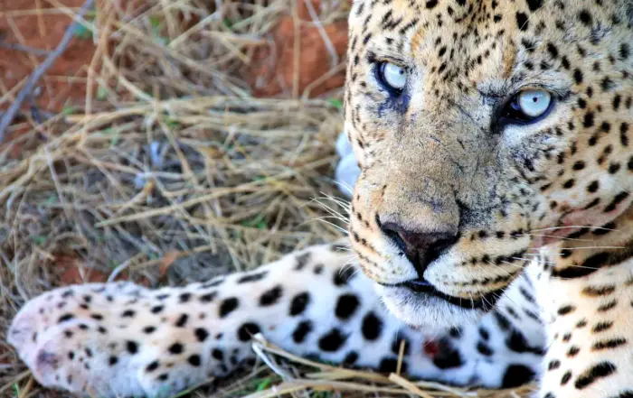 Wilder Leopard ganz aus der Nähe in Namibia