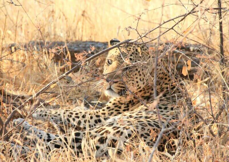 Leopard im Busch in Namibia Leopard im Busch in Namibia