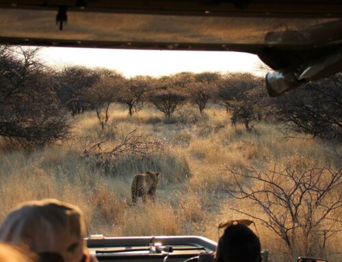 Tiere in Namibia: 6 aussergewöhnliche Erlebnisse 2025/ 2026