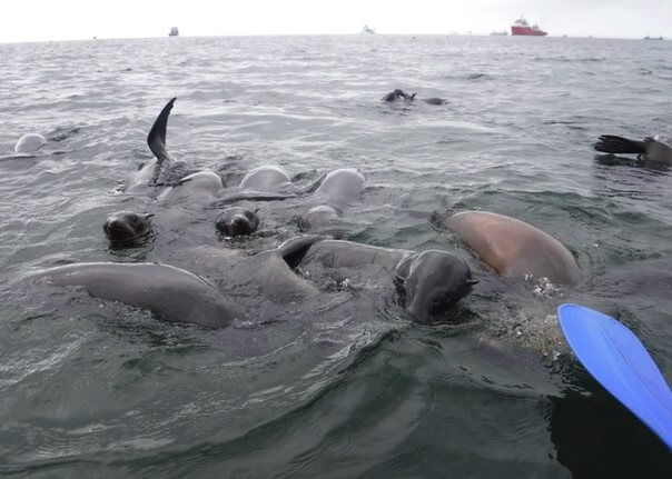 Robben aus nächster Nähe beim Kayak Robben aus nächster Nähe