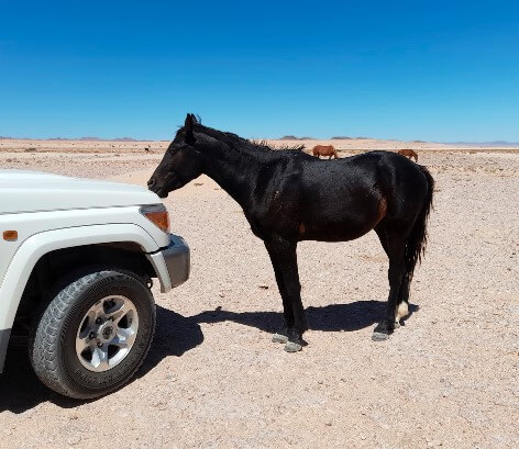 Wildpferd am Auto Wildpferd am Auto