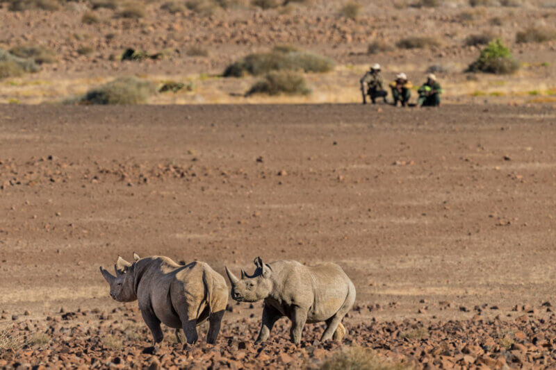 Spitzmaulnashorn und Rhino Tracker (Foto: Save The Rhino Trust) Spitzmaulnashorn und Rhino Tracker (Foto: Save The Rhino Trust)