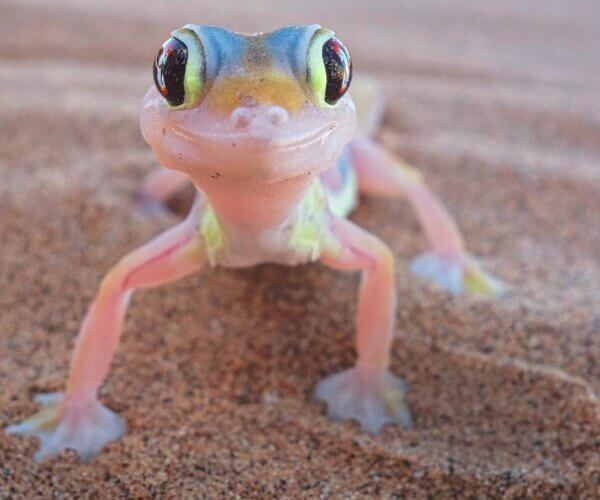 Namib Schwimmfussgecko auf einer Living Desert Tour Namib Schwimmfussgecko auf einer Living Desert Tour