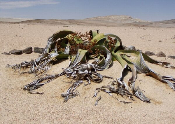 Welwitschia mirabilis Welwitschia mirabilis in Namibia