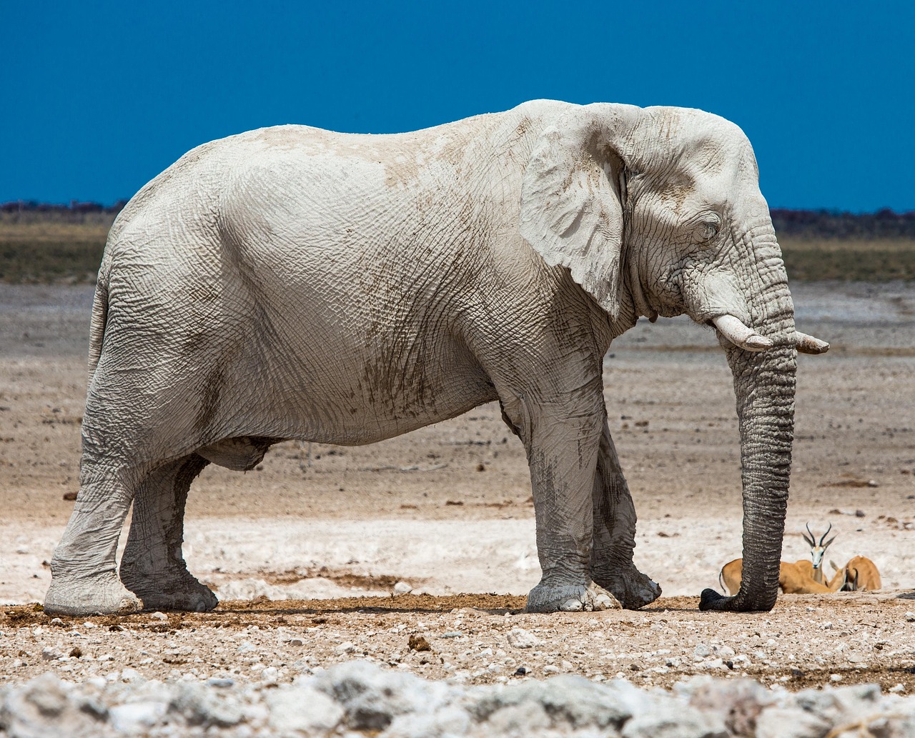 Elefant in Namibia