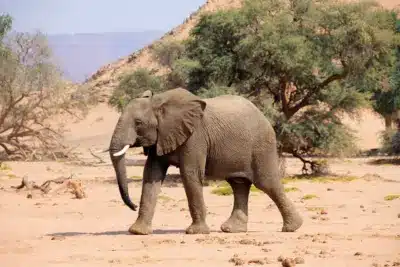 Wüstenelefant im Damaraland