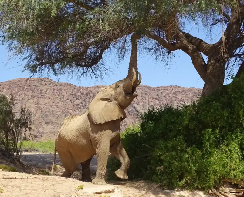 Wüstenelefant im Hoanib mit Baum